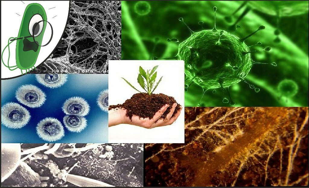 Живые организмы физико химические. Микроорганизмы в природе. Микроорганизмы в окружающей среде. Микробы в окружающей среде. Бактерии растений.